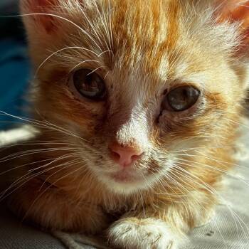 Dragon Keeper -  Domestic Short Hair Cat for Adoption in Fredericksburg, Virginia - Dragon Keeper | PetCurious