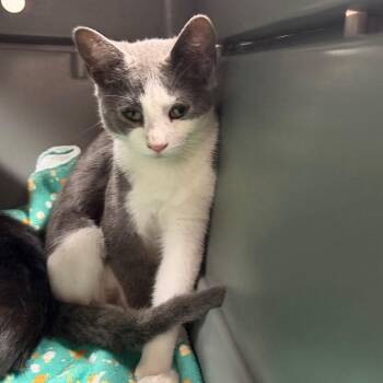 Onion Ring -  Domestic Short Hair Cat for Adoption in Starkville, Mississippi - Onion Ring | PetCurious
