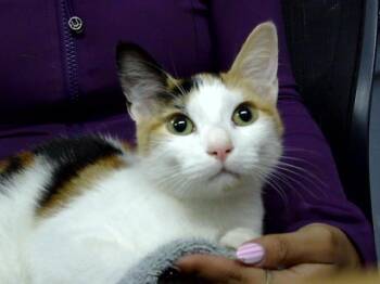 A185789 -  Domestic Short Hair Cat for Adoption in Pasadena, Texas - A185789 | PetCurious