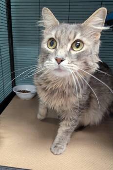 Domestic Medium Hair Cats Available for Adoption in Trenton, New Jersey - Think (TAS #8) | PetCurious