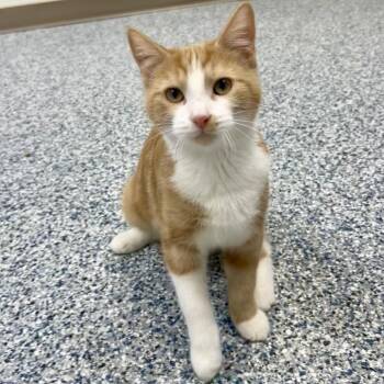 Tucker -  Domestic Short Hair Cat for Adoption in Great Falls, Montana - Tucker | PetCurious