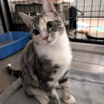 Hydrangea -  Domestic Short Hair Cat for Adoption in Columbus, Ohio - Hydrangea | PetCurious