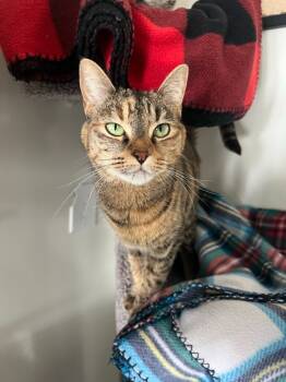 Rescue Domestic Short Hair Cats for Adoption in Brookings, Oregon - Syd | PetCurious