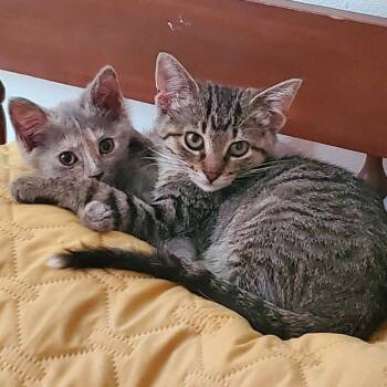 Josie and Posie (Bonded Pair) -  Domestic Short Hair Cat for Adoption in Watertown, Wisconsin - Josie And Posie (Bonded Pair) | PetCurious
