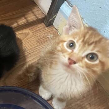 Jeebs -  American Shorthair Cat for Adoption in Mount Vernon, Arkansas - Jeebs | PetCurious