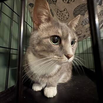 Domestic Short Hair Cats Available for Adoption in Johnstown, Pennsylvania - Sage | PetCurious