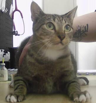 Domestic Short Hair Cats Available for Adoption in Dayton, Minnesota - Lorelei | PetCurious