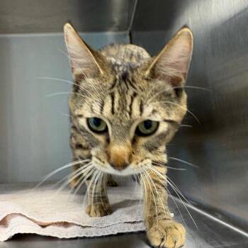 Domestic Short Hair Cats Available for Adoption in Englewood, Florida - Aiden | PetCurious