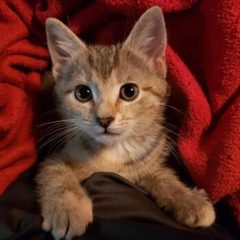 Selma -  Domestic Short Hair Cat for Adoption in Birmingham, Alabama - Selma | PetCurious