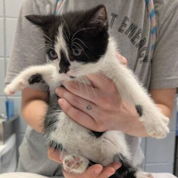 Weevil -  Domestic Short Hair Cat for Adoption in West Olive, Michigan - Weevil | PetCurious