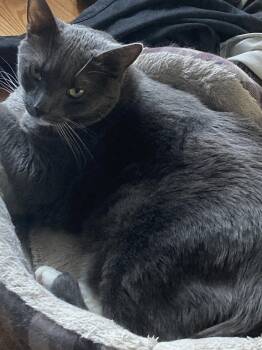 Bruce -  Domestic Short Hair Cat Available for Adoption - Bruce | PetCurious