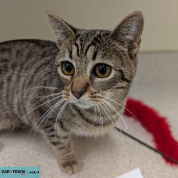 Domestic Short Hair Cats Available for Adoption - Noodle | PetCurious