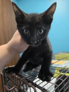 Domestic Short Hair Cats Available for Adoption in Houston, Texas - A655799 | PetCurious