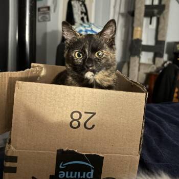 Domestic Short Hair Cats Available for Adoption - Turtle | PetCurious