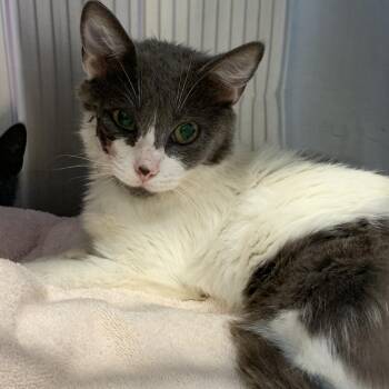 Starburst -  Domestic Short Hair Cat for Adoption in Morganton, North Carolina - Starburst | PetCurious