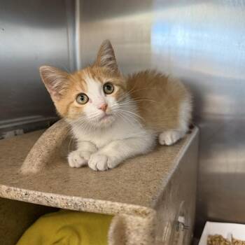 WHEELER -  Domestic Short Hair Cat for Adoption in San Antonio, Texas - WHEELER | PetCurious