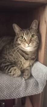 Domestic Short Hair Cats Available for Adoption in Duluth, Georgia - Katniss | PetCurious