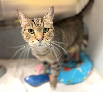 Frankie -  Domestic Short Hair Cat for Adoption in Nashville, Tennessee - Frankie | PetCurious
