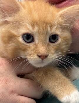Thomas -  Domestic Medium Hair Cat for Adoption in New Kensington, Pennsylvania - Thomas | PetCurious