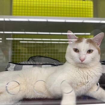 Louis Wain -  Domestic Short Hair Cat for Adoption in Edwardsville, Illinois - Louis Wain | PetCurious