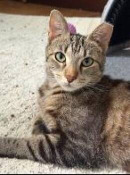 Smores -  Tabby Cat for Adoption in Wyandotte, Michigan - Smores | PetCurious