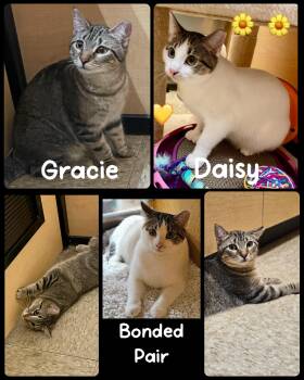 Tabby and Domestic Short Hair Cats Available for Adoption - Gracie | PetCurious