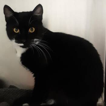 Domestic Short Hair Cats Available for Adoption in Spokane, Washington - Slayer | PetCurious