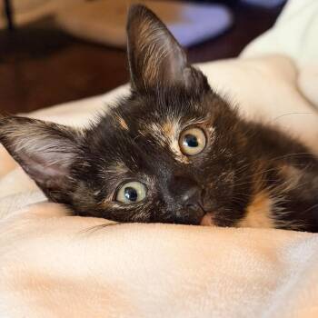 Anna Karenina -  Domestic Short Hair Cat for Adoption in Washington, District Of Columbia - Anna Karenina | PetCurious