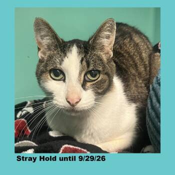 Mr. Magoo -  Domestic Short Hair Cat for Adoption in Owosso, Michigan - Mr. Magoo | PetCurious
