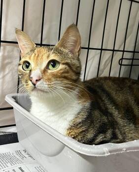 Shasta -  Domestic Short Hair Cat for Adoption in Williamsburg, Virginia - Shasta | PetCurious