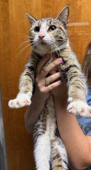 Domestic Short Hair Cats Available for Adoption - Pinkie | PetCurious