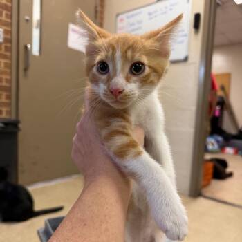 Biscuit -  Domestic Short Hair Cat for Adoption in Birmingham, Alabama - Biscuit | PetCurious