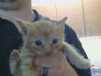 SOPHIE -  Domestic Short Hair Cat for Adoption in Sacramento, California - SOPHIE | PetCurious