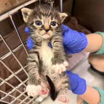 Domestic Short Hair Cats Available for Adoption in Fresno, California - Bells | PetCurious