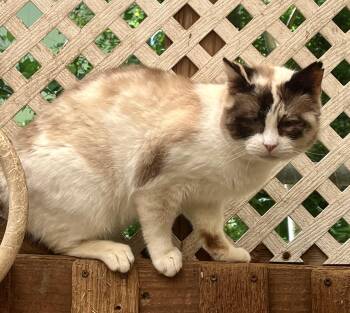 Snowshoe Cats Available for Adoption in Stuart, Virginia - Souffle | PetCurious