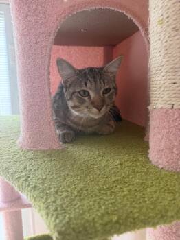 Whiskers -  Tabby Cat for Adoption in Trinity, North Carolina - Whiskers | PetCurious