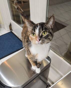 Rescue Domestic Short Hair Cats for Adoption in Grand Forks, North Dakota - CINNABON | PetCurious