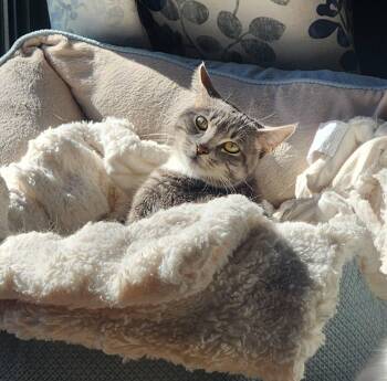 Rescue Domestic Medium Hair Cats for Adoption in Granby, Connecticut - ESME | PetCurious