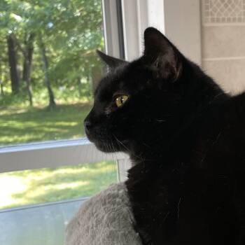 Percy -  American Shorthair Cat for Adoption in North Kingstown, Rhode Island - Percy | PetCurious