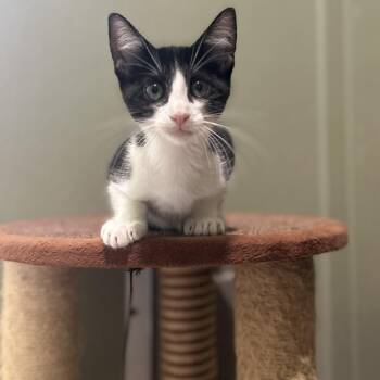 GRUMPY -  Domestic Short Hair Cat for Adoption in Kyle, Texas - GRUMPY | PetCurious