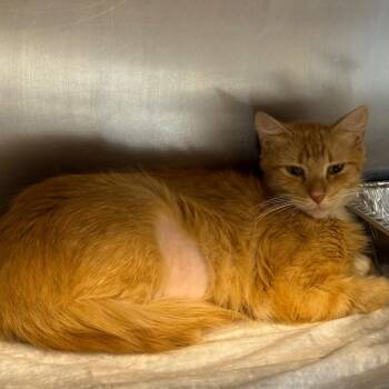 Justina -  Domestic Short Hair Cat for Adoption in West Palm Beach, Florida - Justina | PetCurious