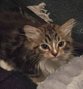 Silver L/ barn cat -  Domestic Medium Hair Cat for Adoption in Battle Ground, Washington - Silver L/ Barn Cat | PetCurious