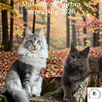 Kittens due any day -  Maine Coon Cat for Sale in La Vergne, Tennessee - Kittens Due Any Day | PetCurious