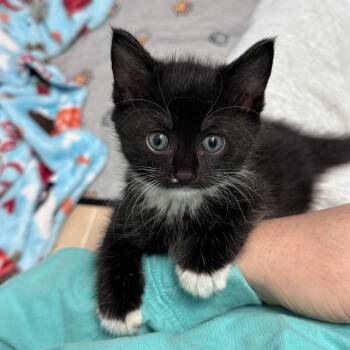 Birdie -  Domestic Medium Hair Cat for Adoption in Charlotte, North Carolina - Birdie | PetCurious