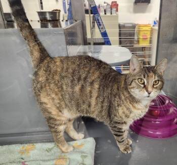 Tabby and Calico Cats Available for Adoption in North East, Maryland - "JASMINE" | PetCurious