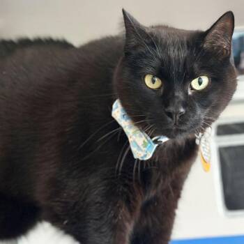 Domestic Short Hair Cats Available for Adoption in Port Washington, New York - Drayk | PetCurious