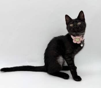 Darling -  Domestic Short Hair Cat for Adoption in Lucedale, Mississippi - Darling | PetCurious