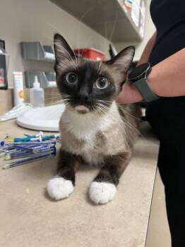 Taffy -  Domestic Short Hair Cat for Adoption in Farmers Branch, Texas - Taffy | PetCurious