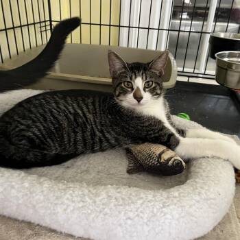 Domestic Short Hair Cats Available for Adoption - Maleck Shewman (handsome Playful Kitten!) | PetCurious