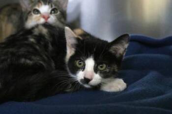 Bo Peep -  Domestic Short Hair Cat for Adoption in Brunswick, Georgia - Bo Peep | PetCurious